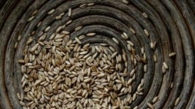 Цената на пшеницата пада, хранителните стоки – без промяна