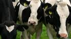 Животновъдите ще получат по 22,68 евро за тон мляко