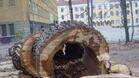 Още две едроразмерни опасни дървета са отстранени