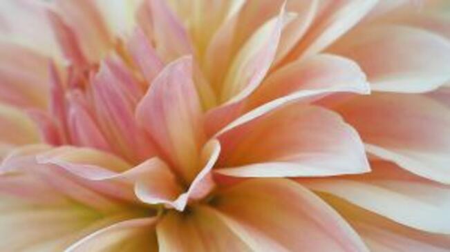 Днес почитаме света Татяна