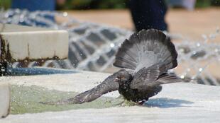 Нямате хляб? Яжте пощенски гълъби!