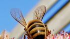 Над 100 фирми ще участват в изложението "Пчеларство - Плевен 2009"