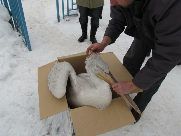 Спасиха два къдроглави пеликани, намерени в Търновско