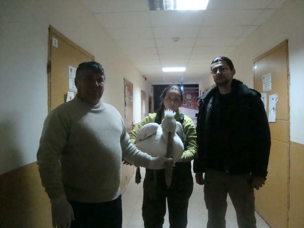 Спасиха два къдроглави пеликани, намерени в Търновско