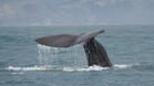 Да защитим китовете от изчезване