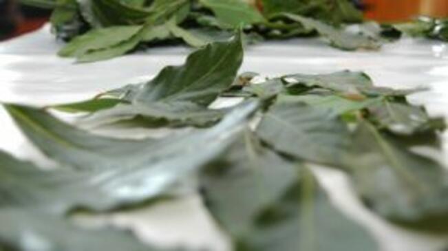 В Русе няма подадени заявления за събиране на билки под специален режим