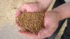 30 стотинки струва килограм пшеница в Свищов
