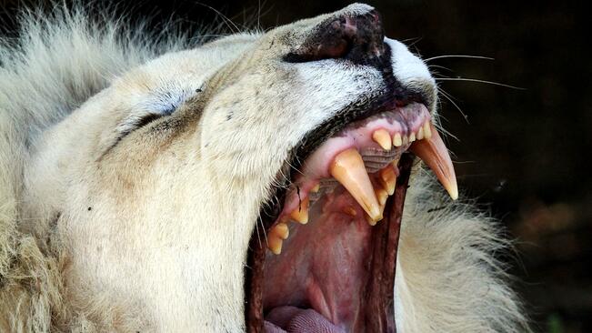 Лъвът Любчо е новото попълнение на зоопарка в Кнежа