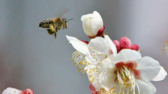 Пчелите са по-умни сутрин