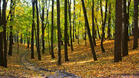 Увеличава се незаконният дърводобив в Ловешко и Плевенско