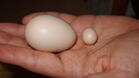 Маломерни яйца се появиха в региона

