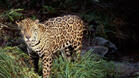 Проверяват случая с убития ягуар в Ловешкия зоопарк