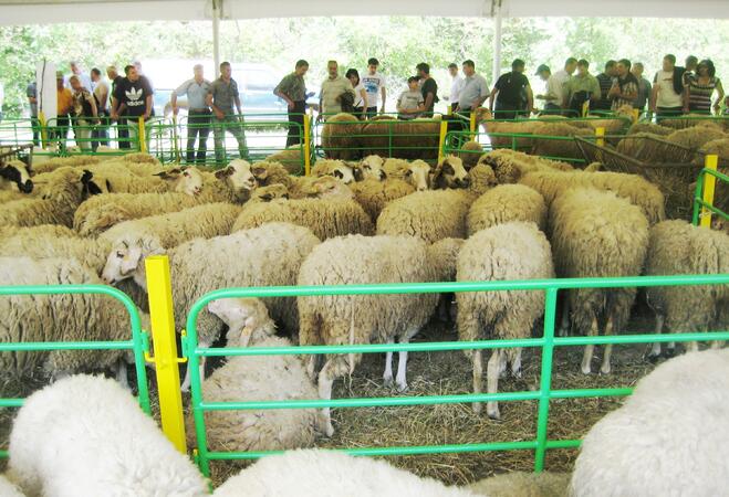 Националният събор на овцевъдите събра хиляди край Петропавловския манастир