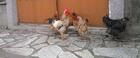 Птицефермите покрили изискванията за щастливи кокошки 
