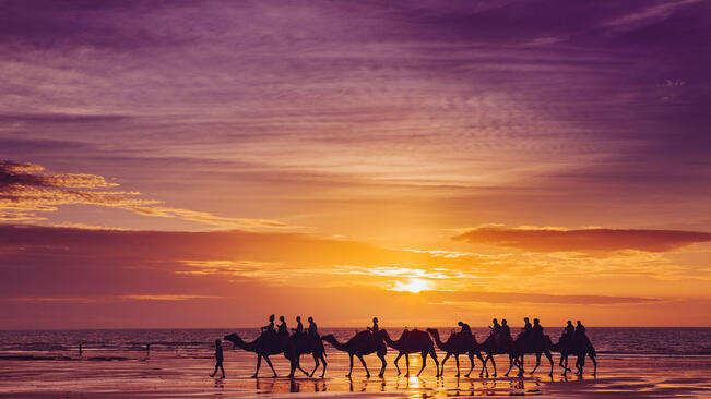 Бизнес за милиони: В Дубай клонират камили