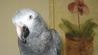 Тръгват проверки за незаконна търговия с папагали