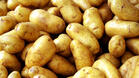 Гигантски картофи се "пръкнаха" в Горни Дъбник
