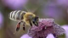 Пчелите могат да „обърнат“ посоката на времето