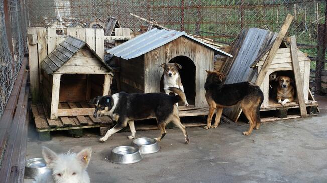 Севлиево се пълни мистериозно с десетки бездомни кучета