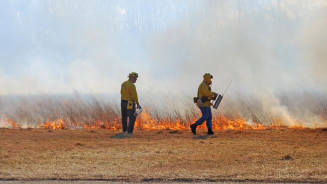Изгоряха 20 дка борова гора пак заради немарливост
