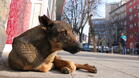 В Горна ловят бездомни кучета по сигнал