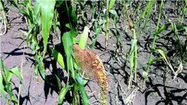 Продължилото засушаване съсипа реколтата от царевица
