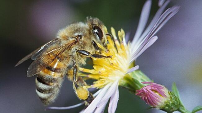 Заявки за плащане по пчеларска програма - до 31 август
