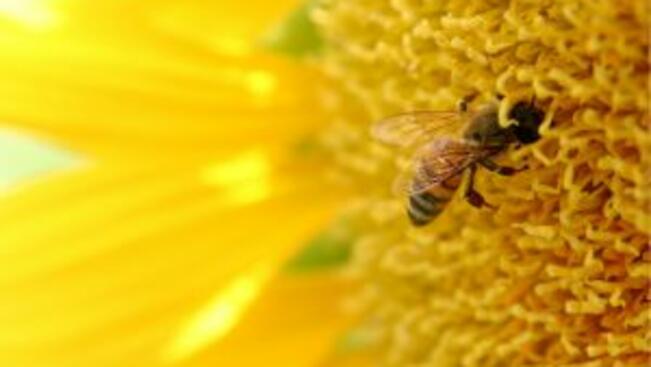 Пчелните семейства в страната драстично са намалели