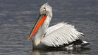 Пеликаните отлетяха за топлите води