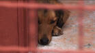 21 бездомни кучета са кастрирани в Ловешко