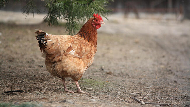 Наши зооинженери селектират нови породи кокошки