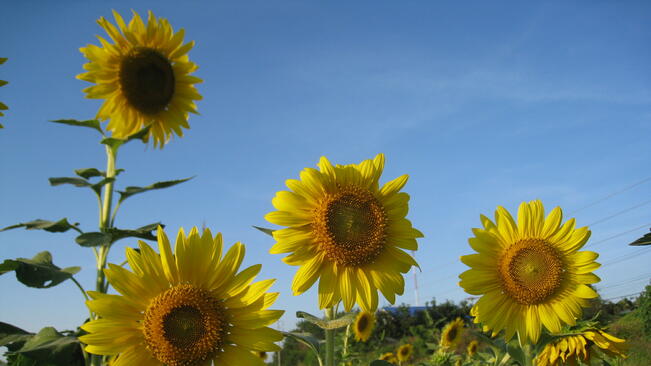 Слънчево и топло е днес