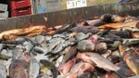 Конфискуваха 2 тона риба на Дунав мост