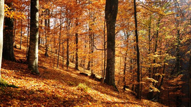 Времето на 21 октомври
