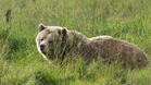 140-килограмов мечок падна под мушката на испанец