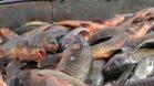 Умряла риба изплува по Янтра