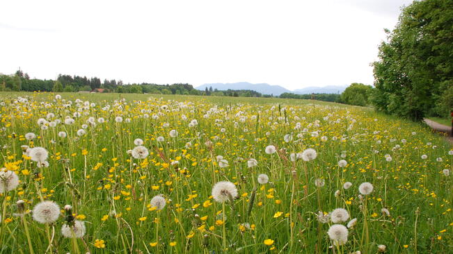 Пръскат с химикали срещу плевели