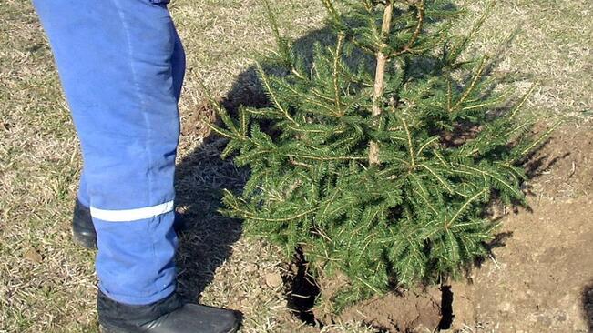 Базар за елхи в Русе от 1 декември