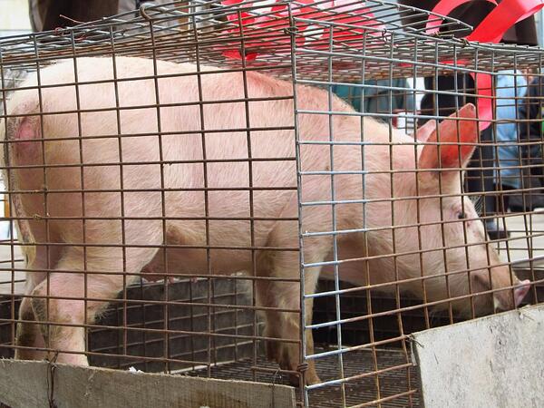 Празник на сланината и греяната ракия