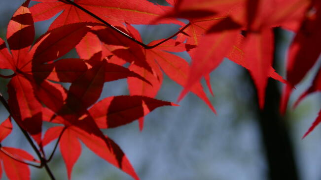 Времето за 13 ноември