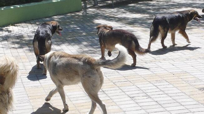 Акция за бездомни кучета в Гулянци