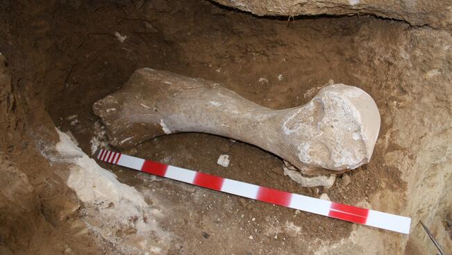 Раменна кост от мамут откриха в Пиргово
