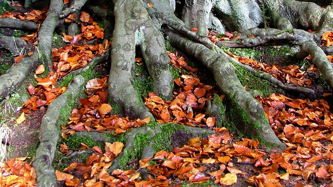 Облачна събота за Севера