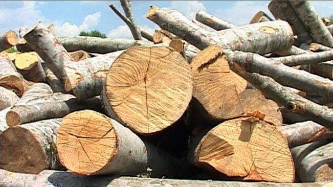 Проблеми с транспортирането на дървесина