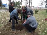 Кмет засади коледно дръвче