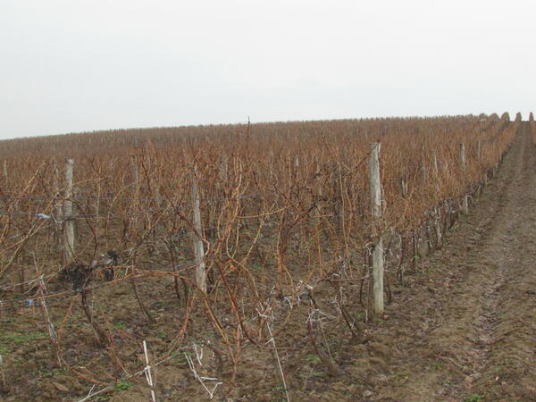 Празник на виното и в Горски долен Тръмбеш