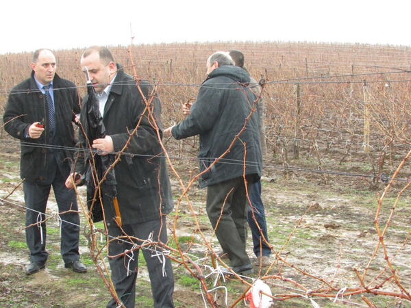 Празник на виното и в Горски долен Тръмбеш
