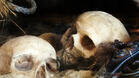 Намериха човешки череп и кости