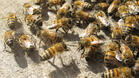 Пчелните кошери празни на 30%