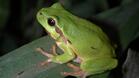 Екопроект цели опазването на жабата дървесница